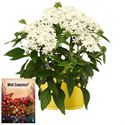 Afbeelding van Ms P12 Pentas White